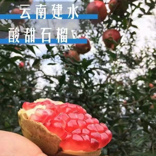 云南酸甜石榴半口石榴老树石榴新鲜当季水果酸甜多汁饱满孕妇水果