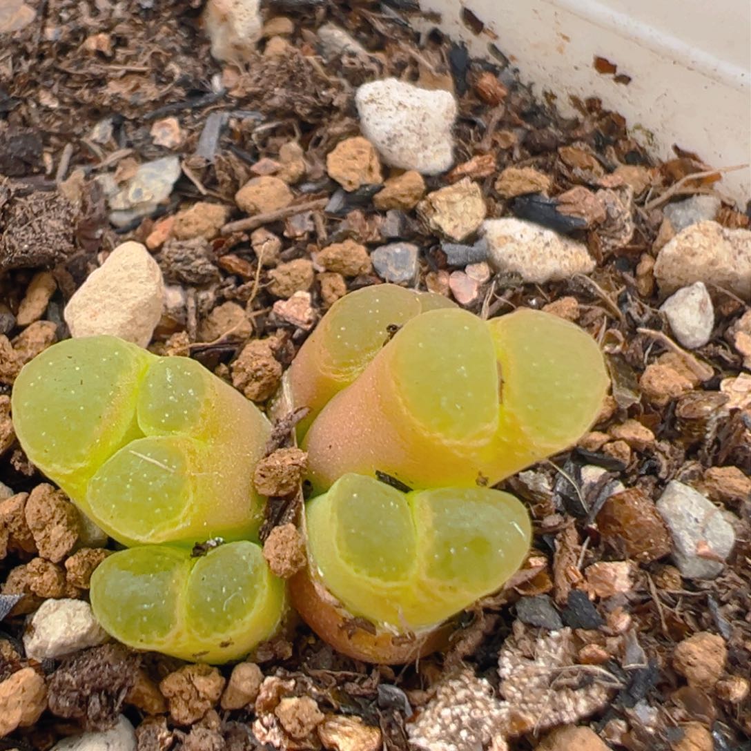 106多肉植物百科樱花