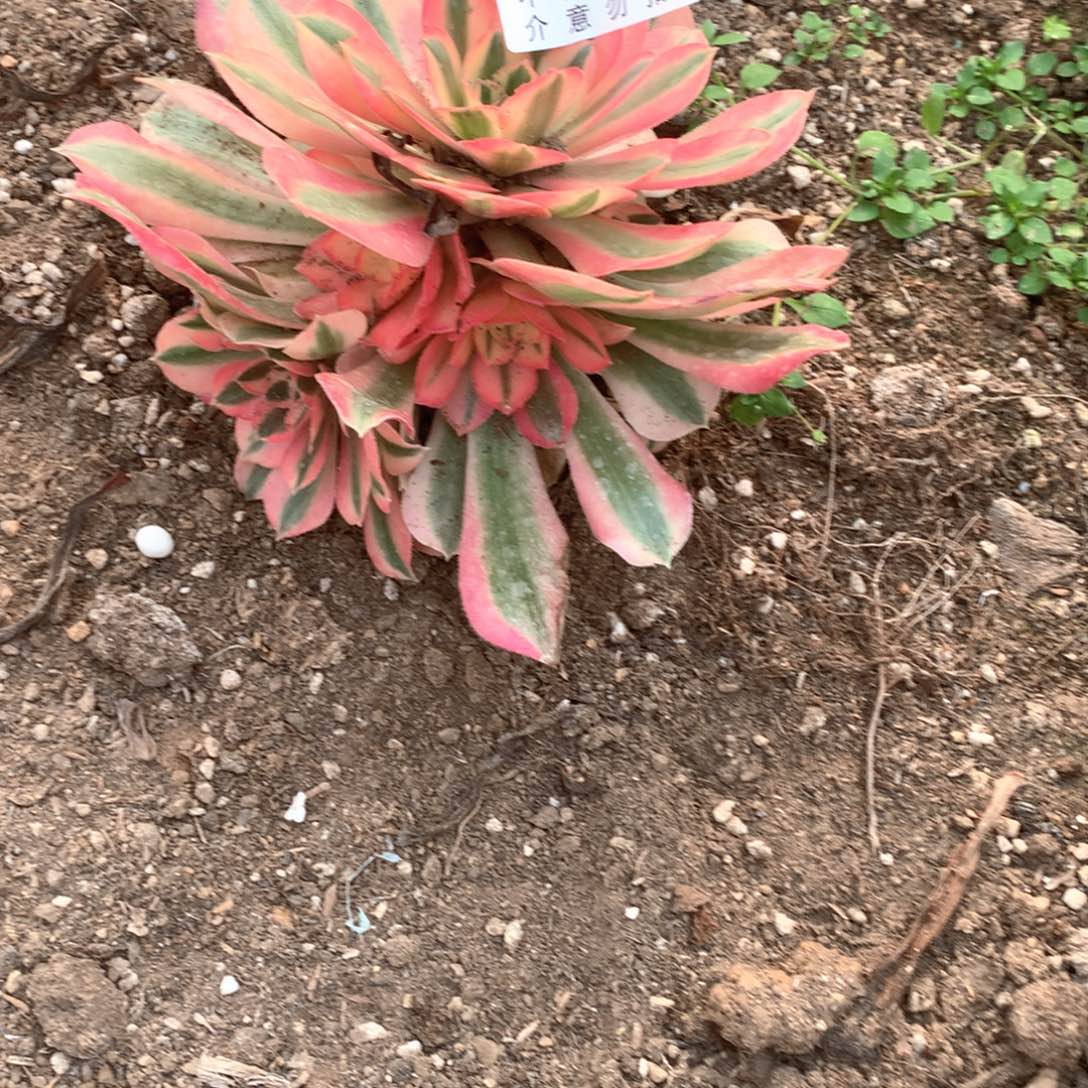 雨****多肉植物女巫449