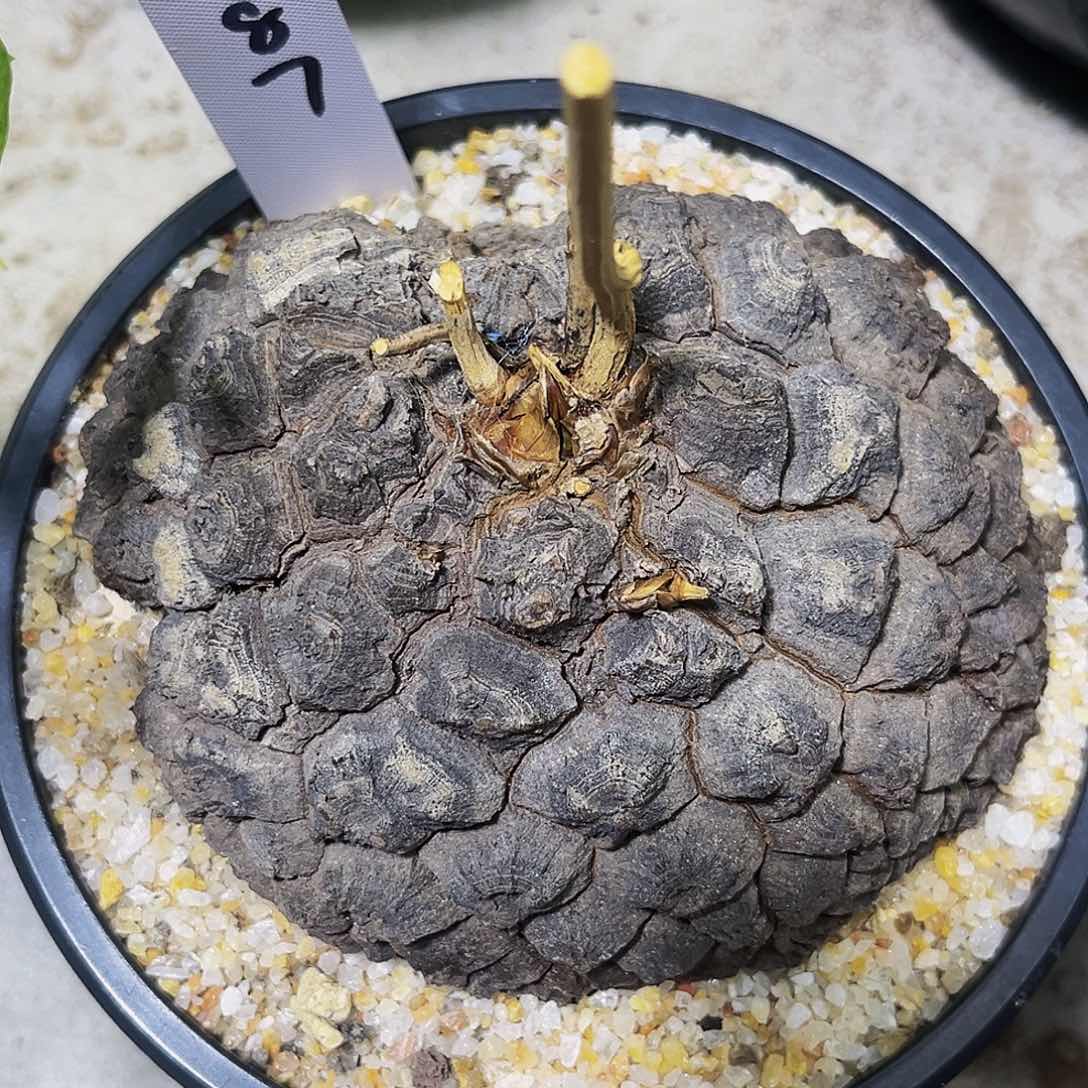 6087，墨西哥龟甲龙