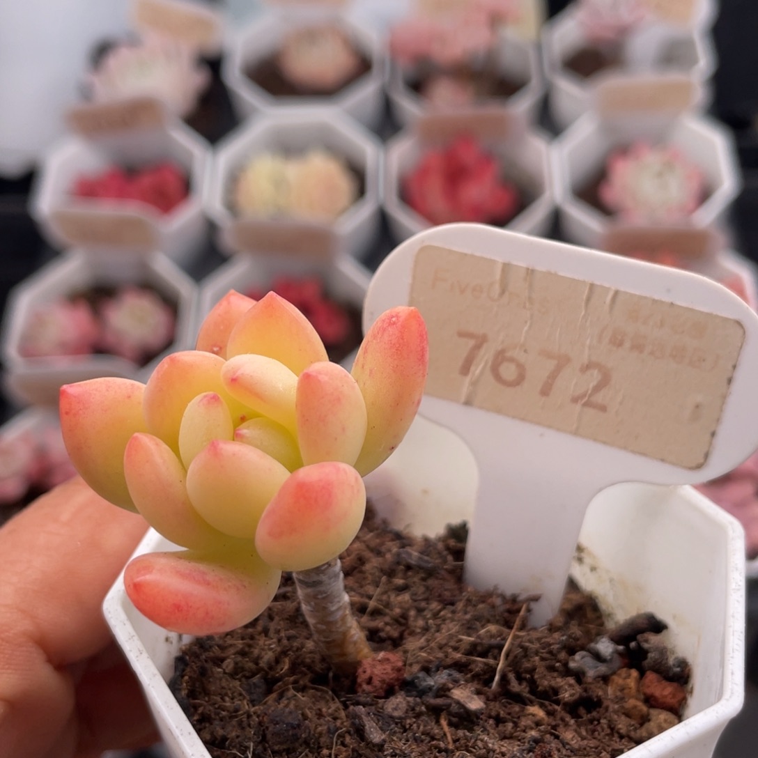 春萌7672-3.5厘米