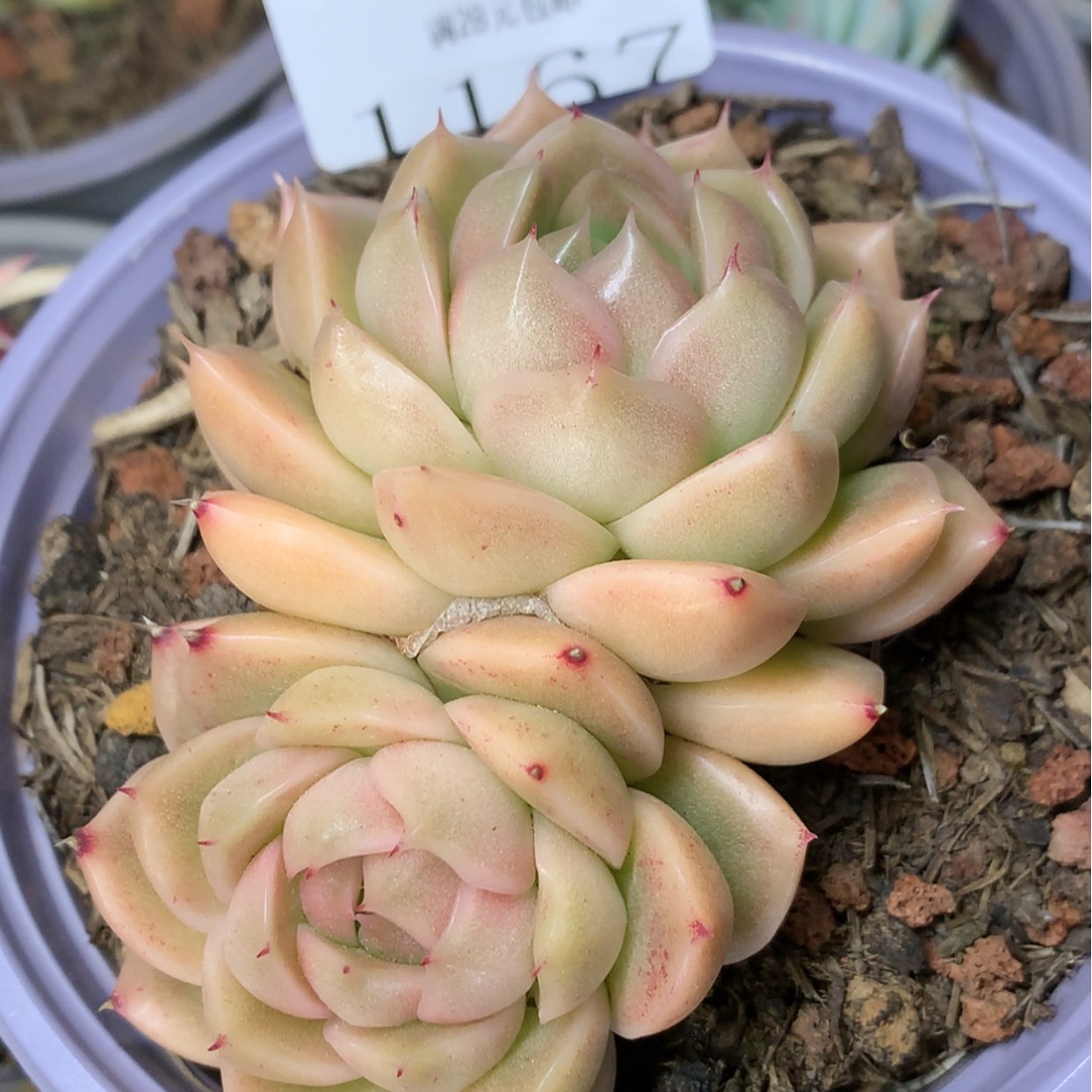 【闪购商品】云1167