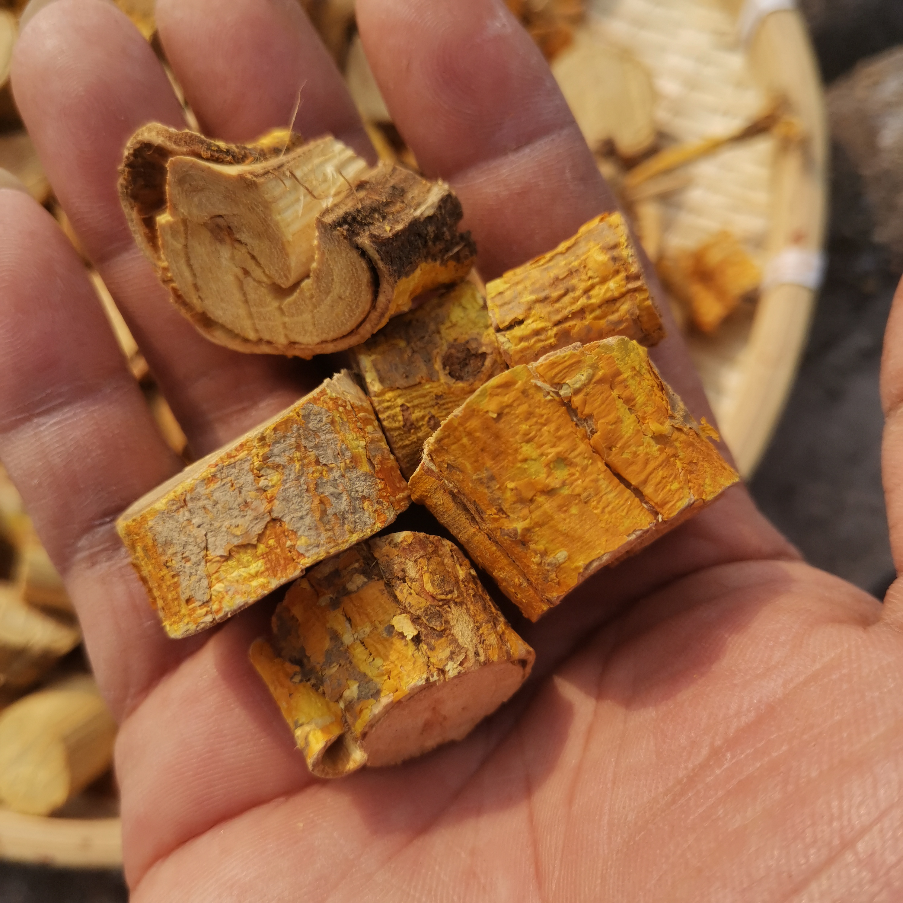 广西野生穿破石根部地棉根九层皮优质新鲜晒干