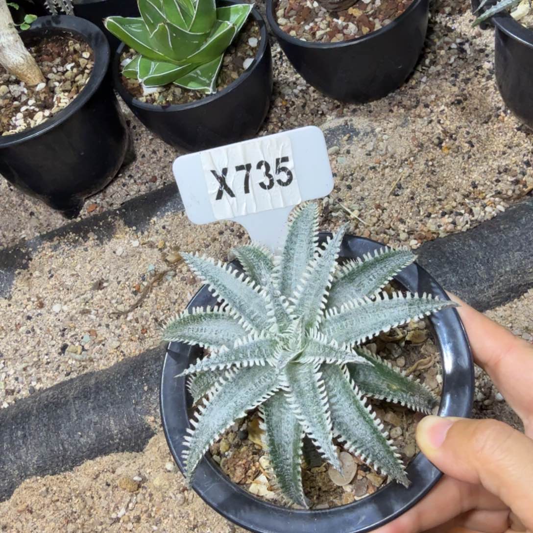 财****贝福利沙漠凤梨一颗如图……