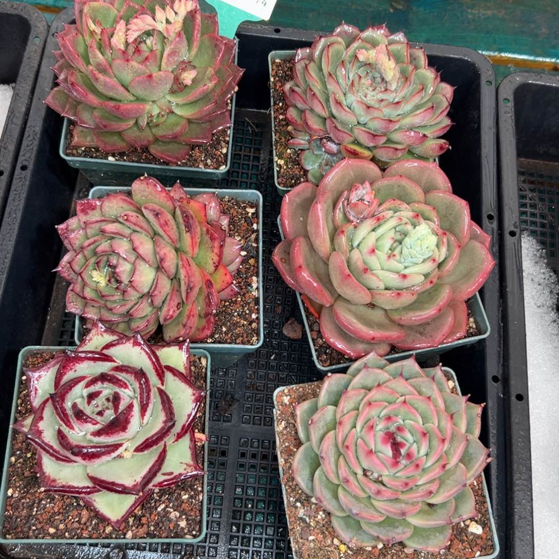 多肉一物一拍0127-74