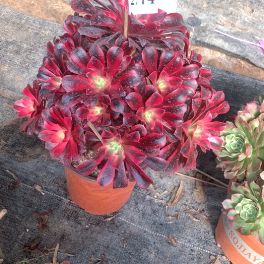 多肉植物美度纱274