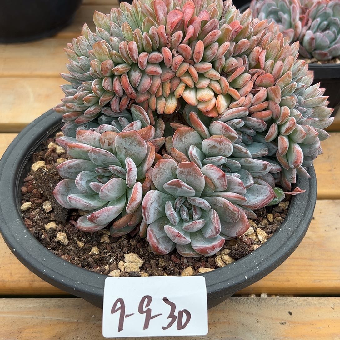 9-9-30全明星缀多肉植物