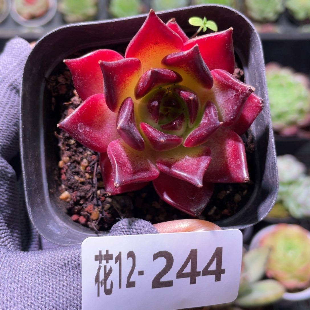 花利美12-244车厘子