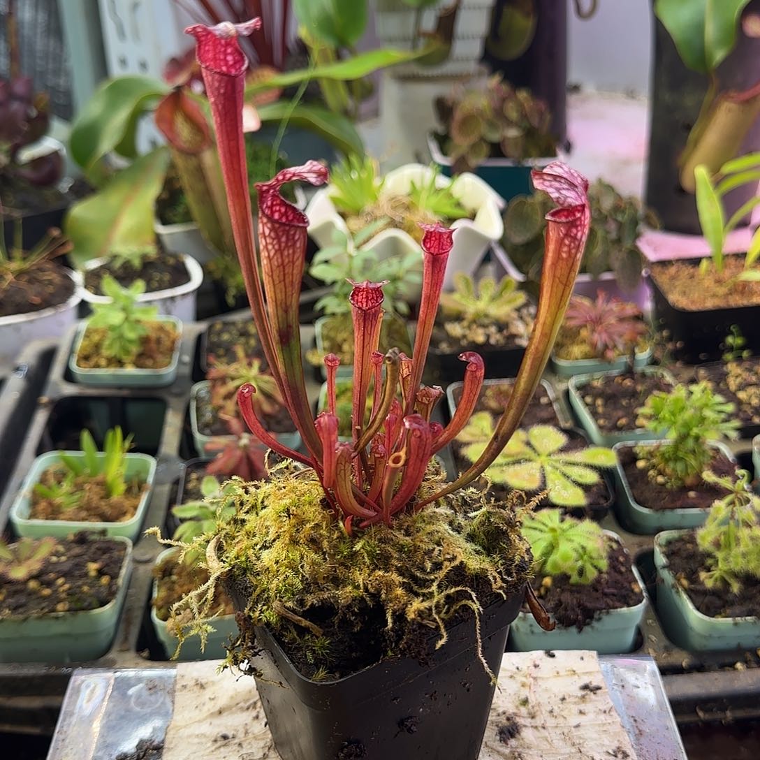 完全开放黛安娜瓶子草