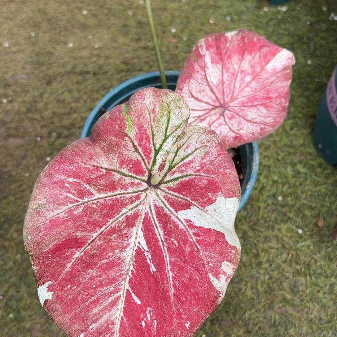 无花朵泰彩养定福利11