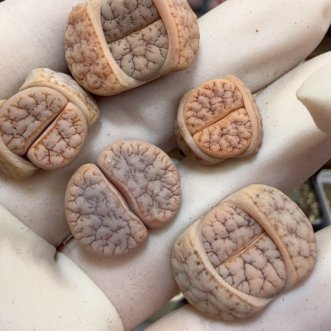 327福利福利福利