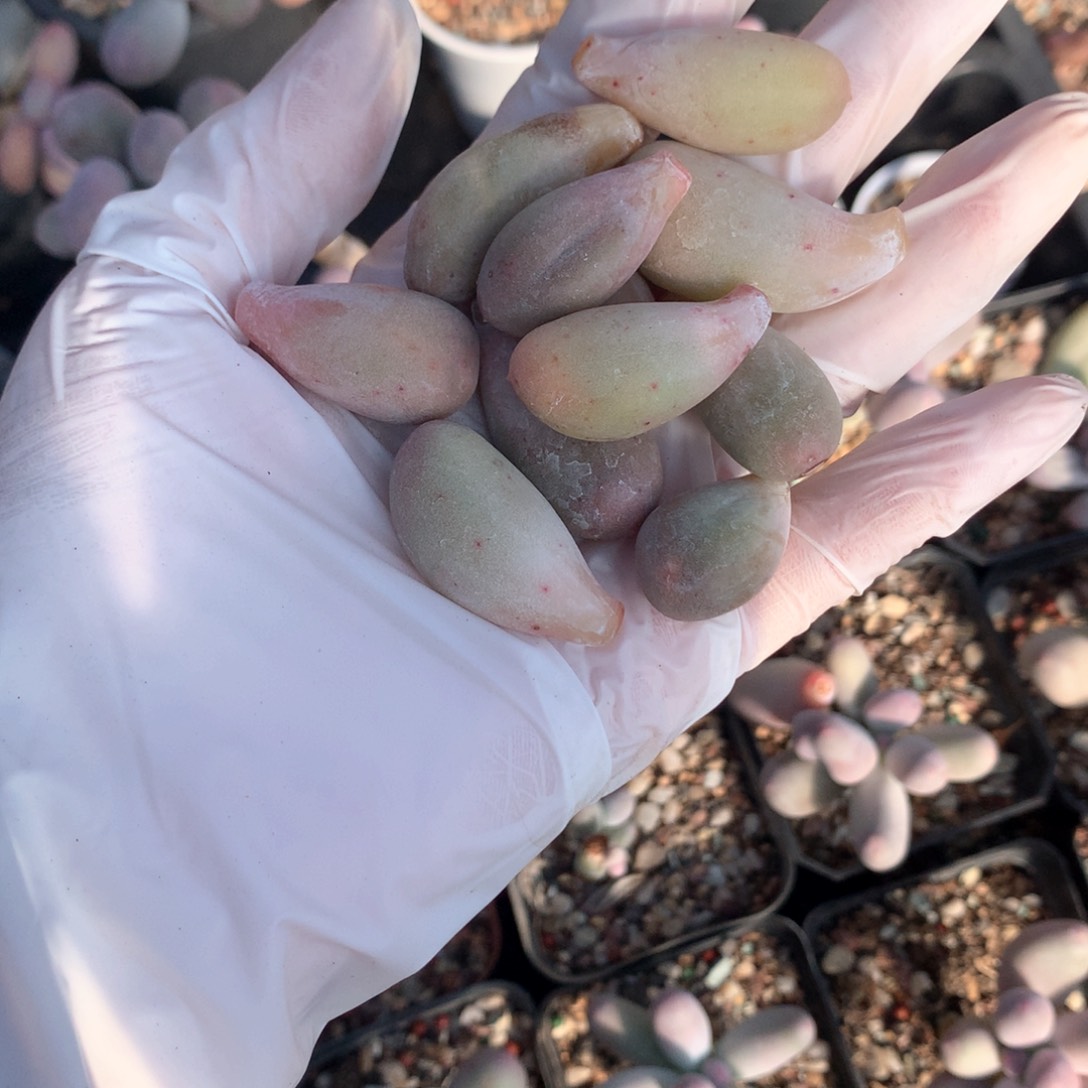 米可奶酪多肉老桩叶片