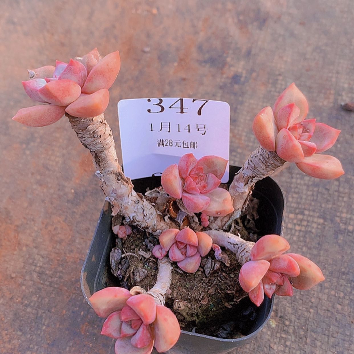 【闪购商品】云347