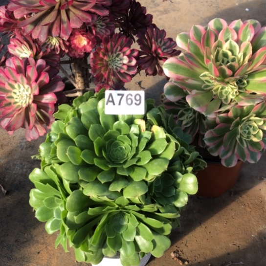 法师多肉植物栀*法师769