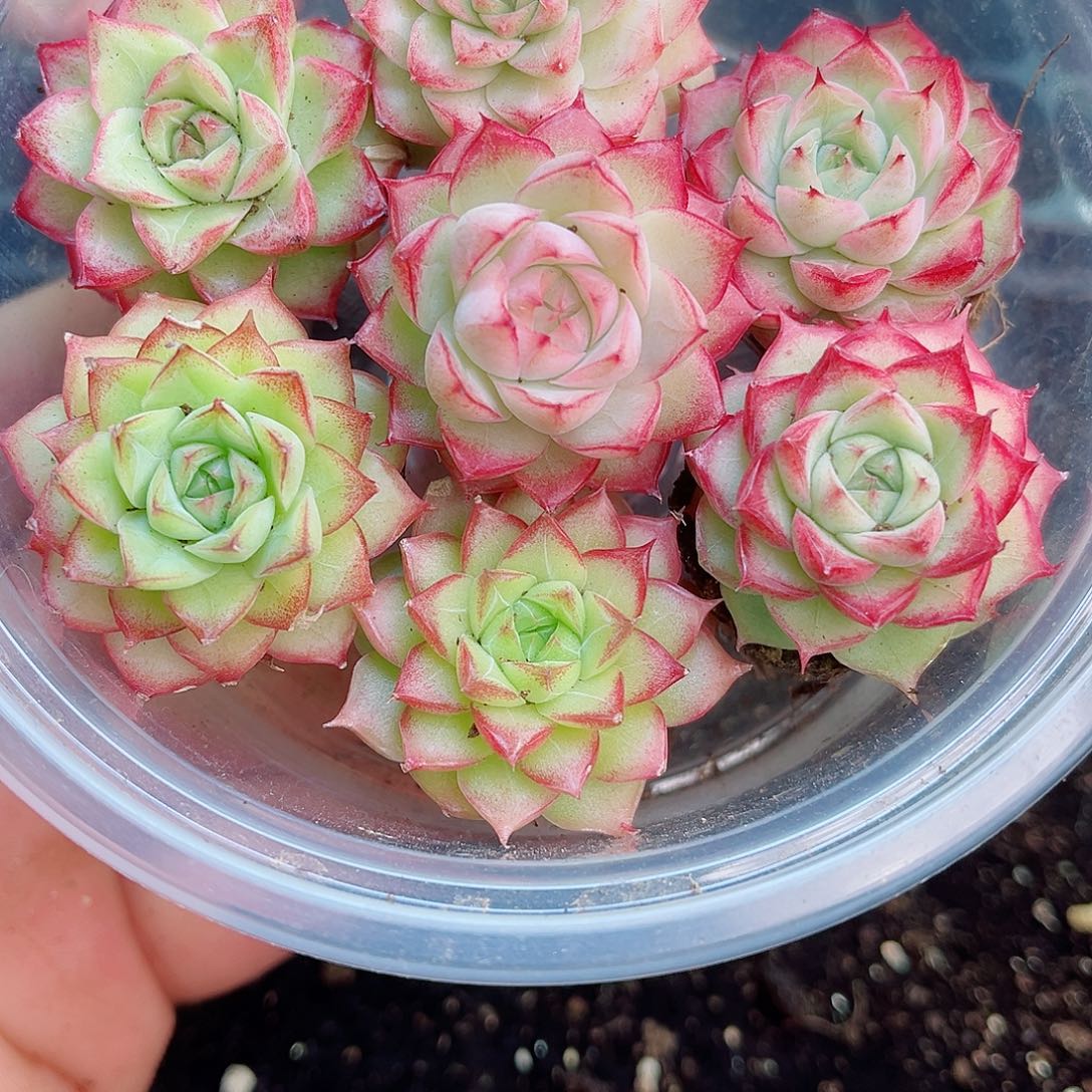 1-586 新疆西藏内蒙不发12.8包邮2-3公分多肉