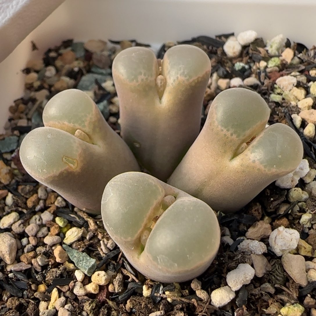 12-1-2-4当天满38包邮风铃群1.4脱土