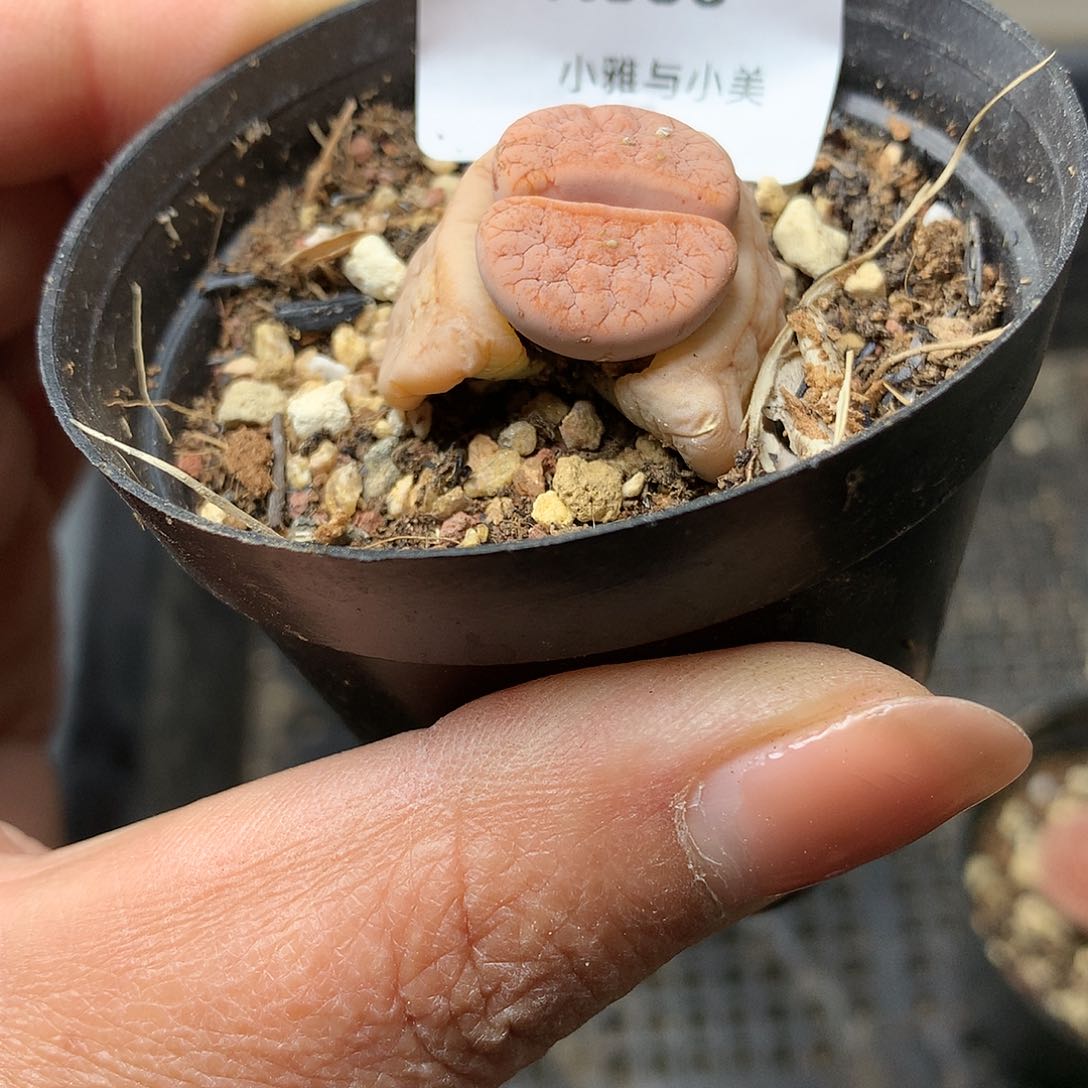 K886多肉植物保护研究所