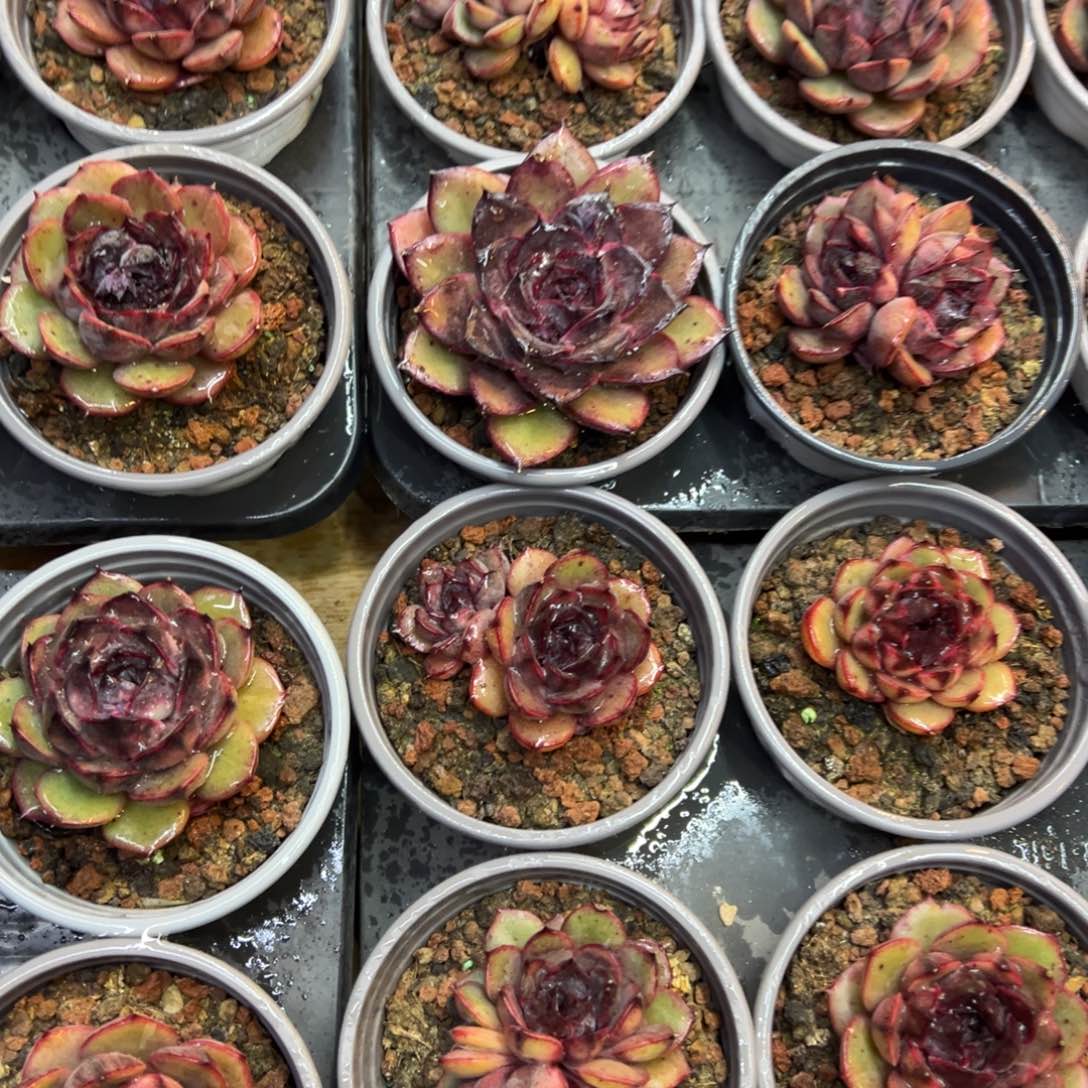 山果珍妮，九块九包邮。