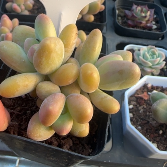 42芒果奶一物一拍多肉