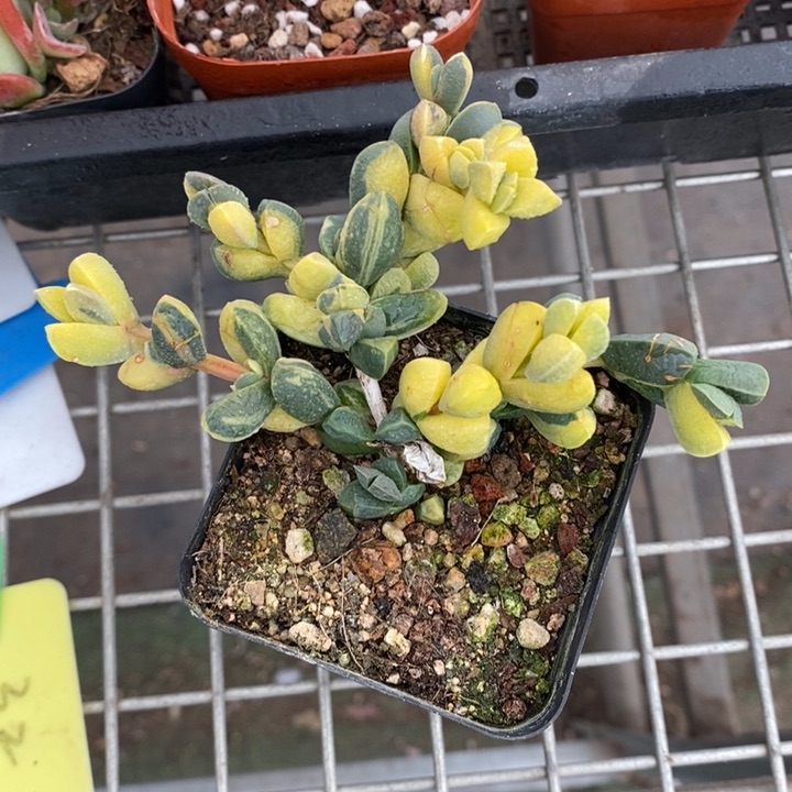 伯克利和格蕾纳等著名的