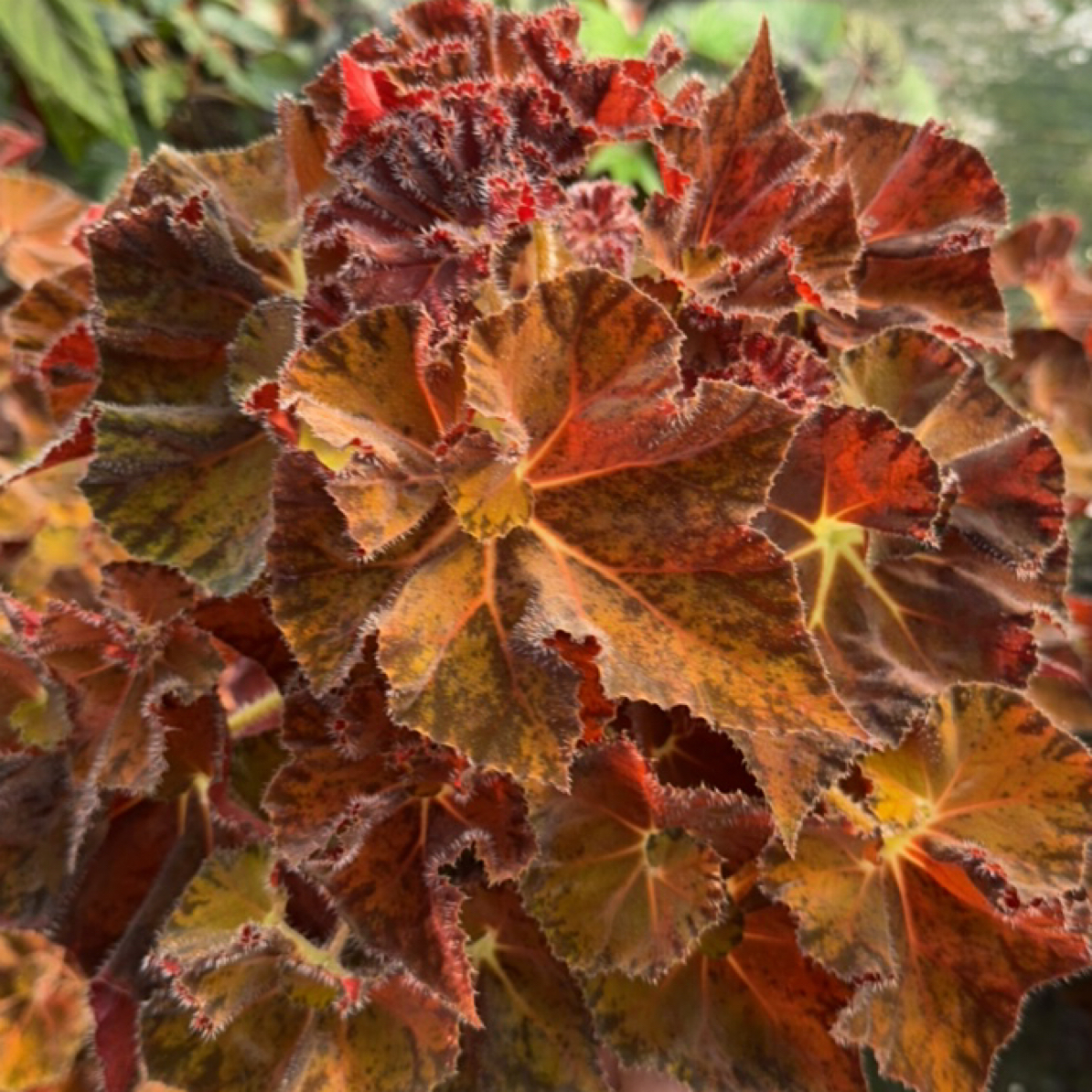 诸神黄昏秋海棠室内多u年生高端观叶植物 室内办公室耐荫植物