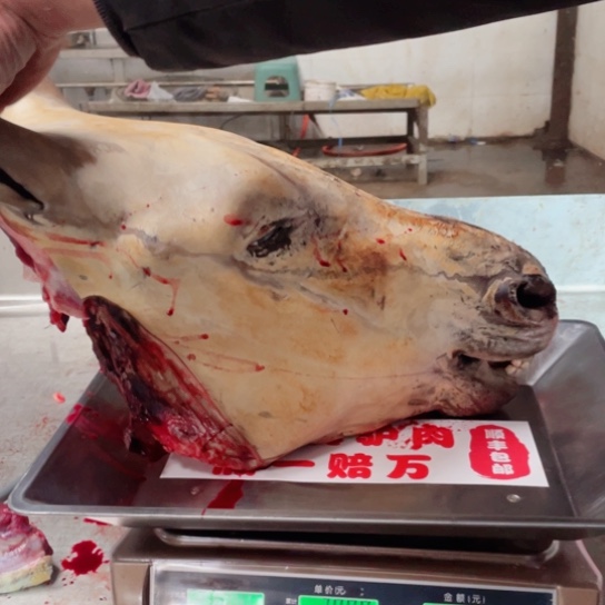 【闪购商品】冷冻保存30天包装河北省