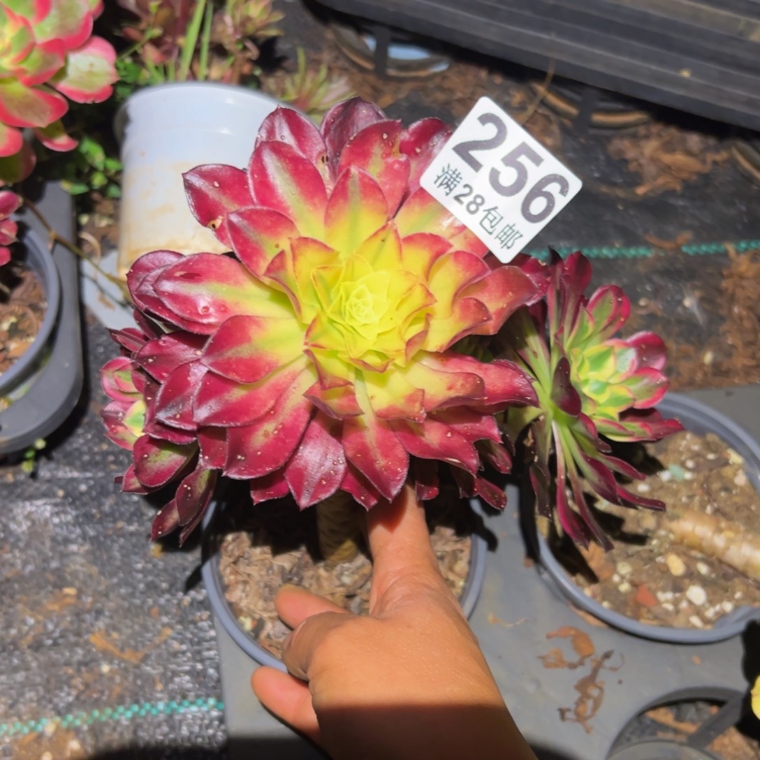 多肉植物256无售后