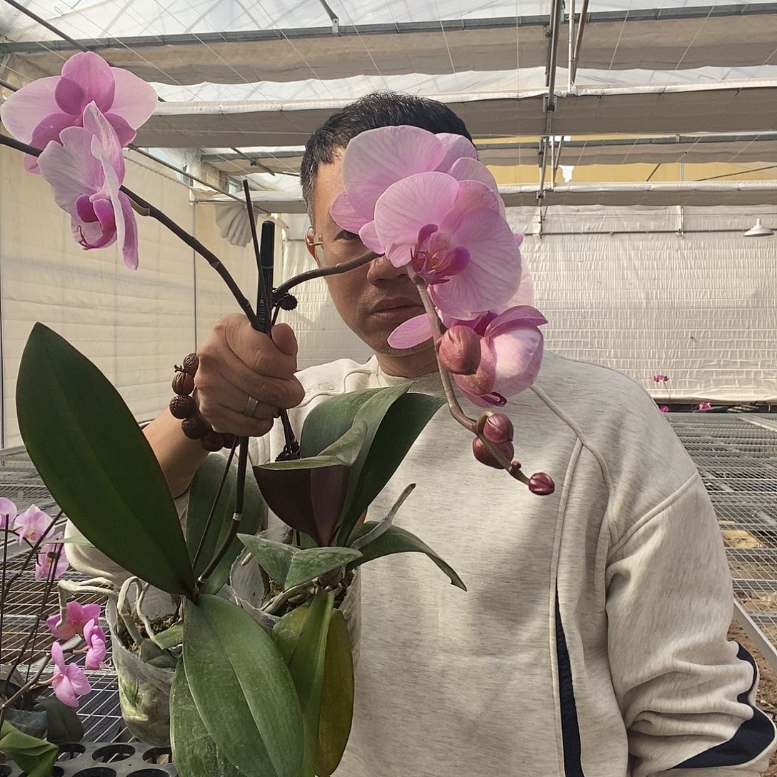 完全开放白粉晕染小龙兰0030