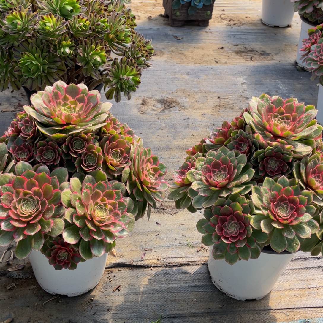 微**雨873粉花妖两颗精品法师多肉