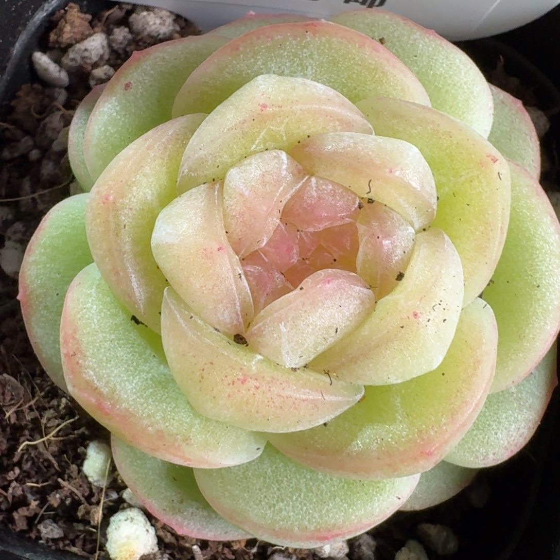 052-望舒单头一颗