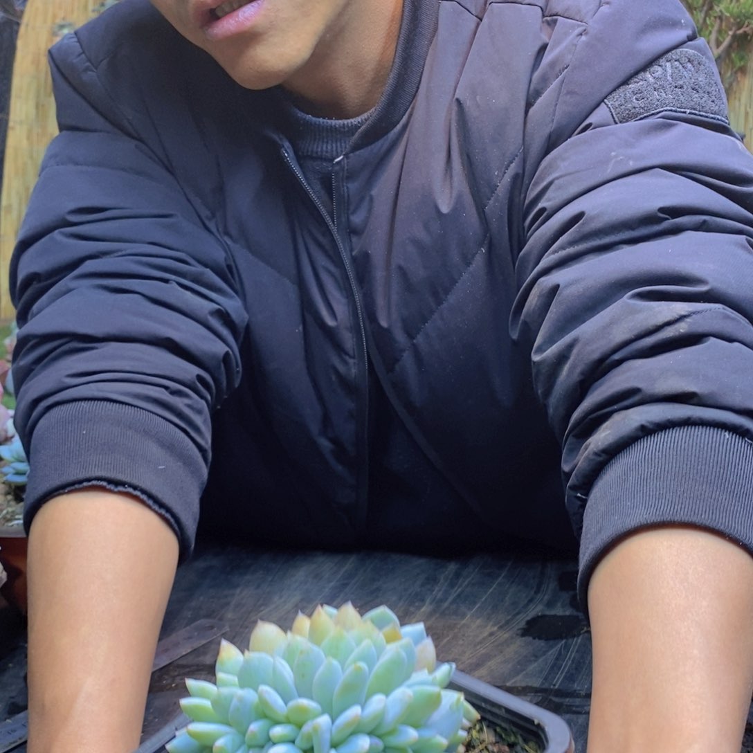 ?****ɞ38 号橙子缀化