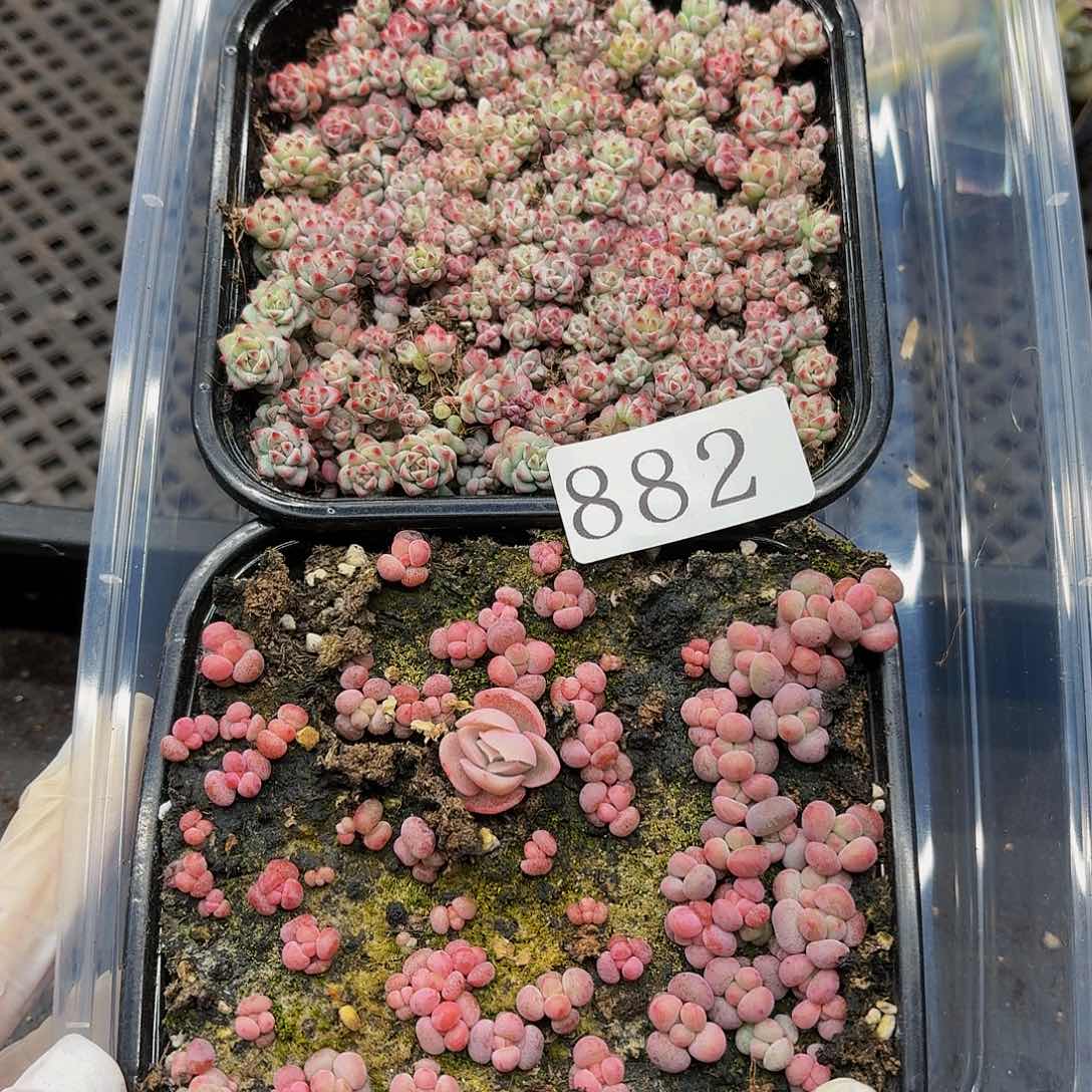 多肉植物多肉植物882