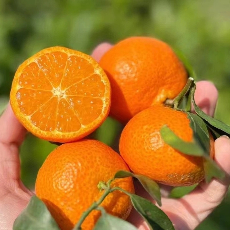 沙糖橘正宗嫁接苗沙糖桔爱媛38果冻橙南方北方种植阳台庭院种果树