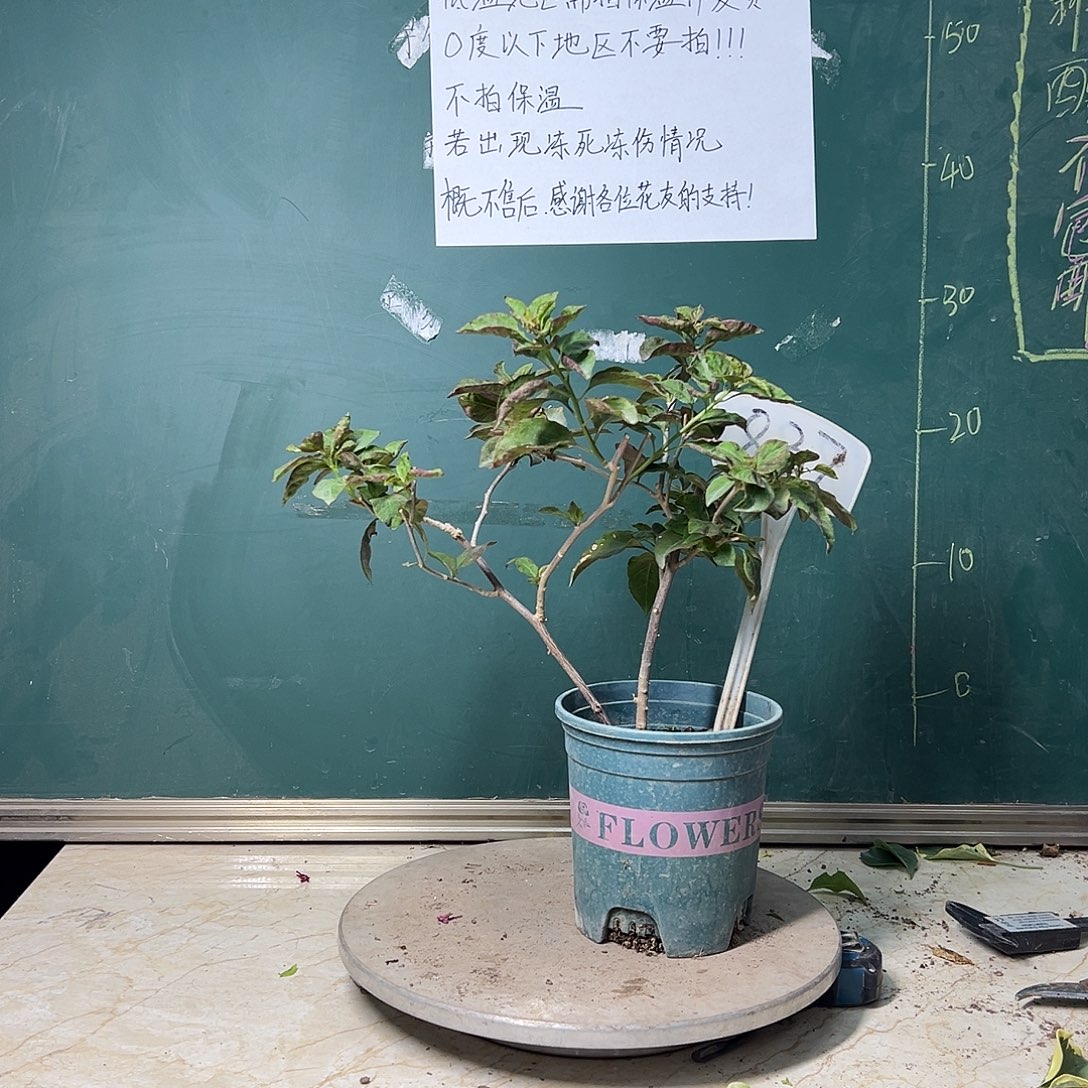 完全开放黑玛丽 837