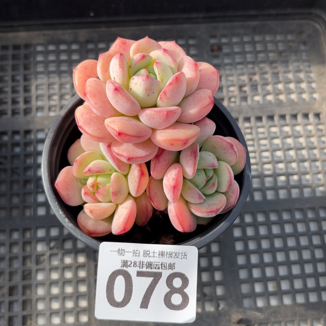 香草老桩无盆土发货