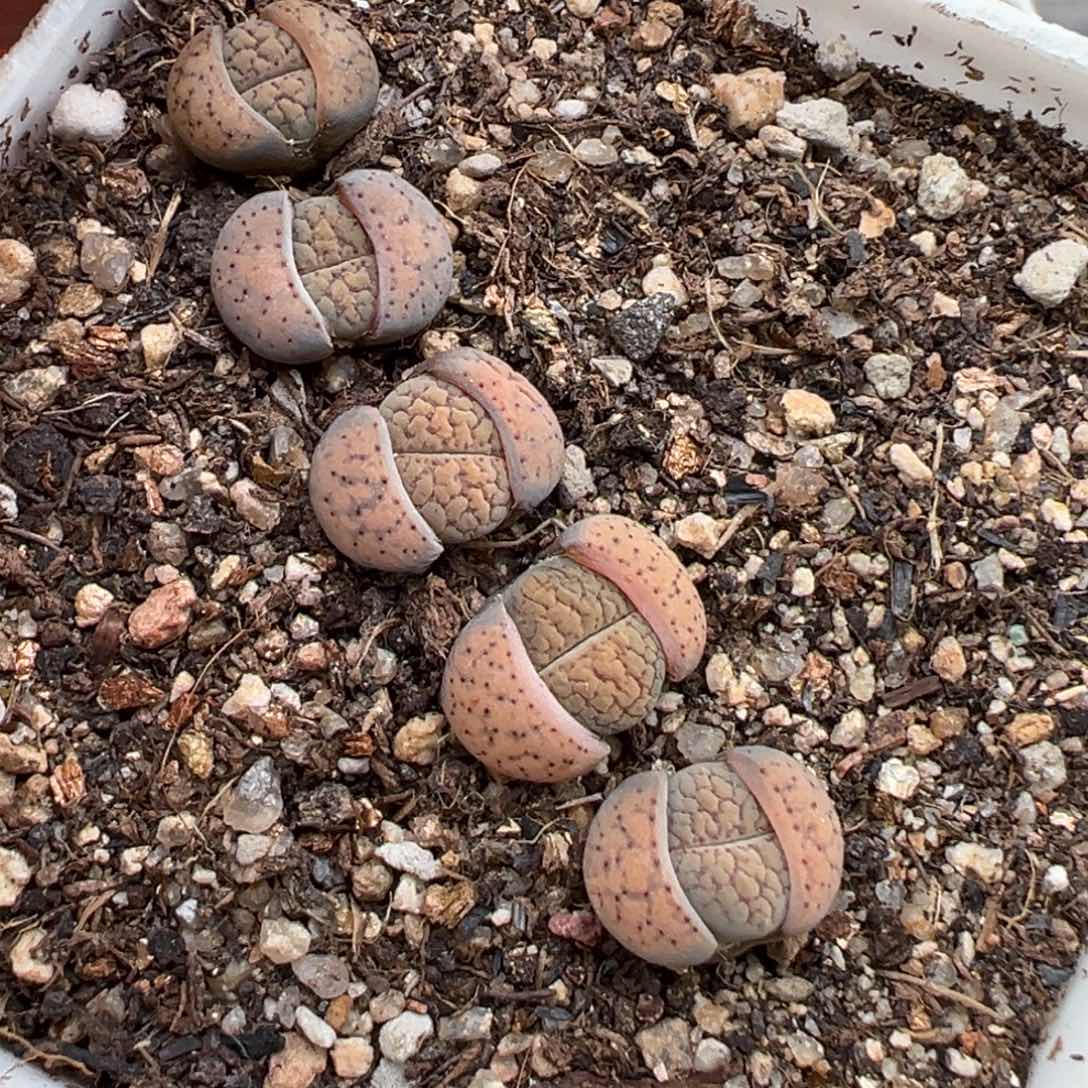 2.14好看的多肉516