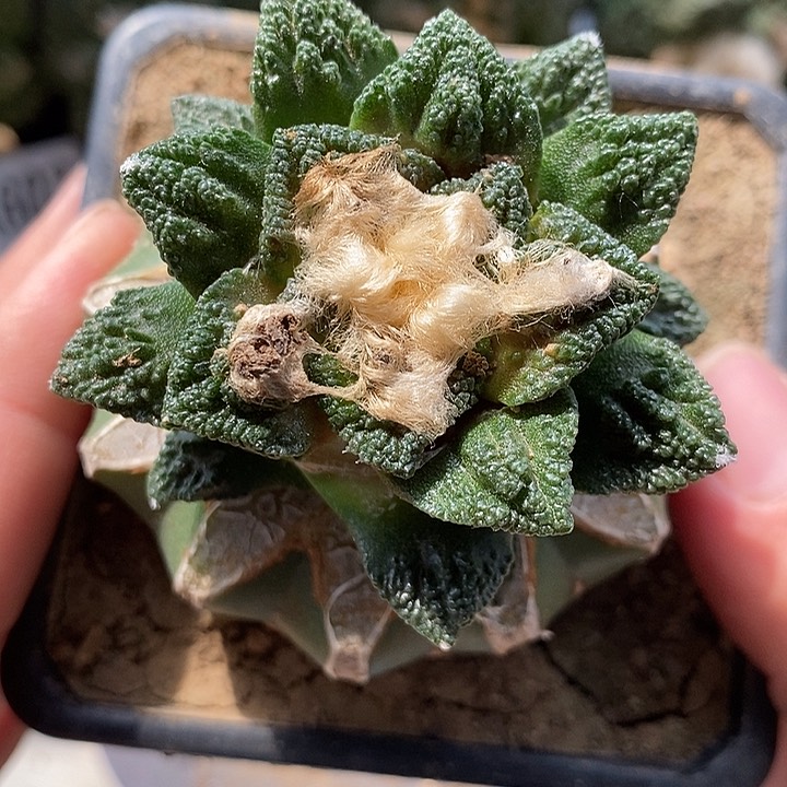 苗接螺旋辛顿牡丹。掉了一个叶片。617号