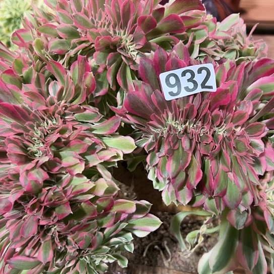 ****姐一颗多肉法师红女巫932