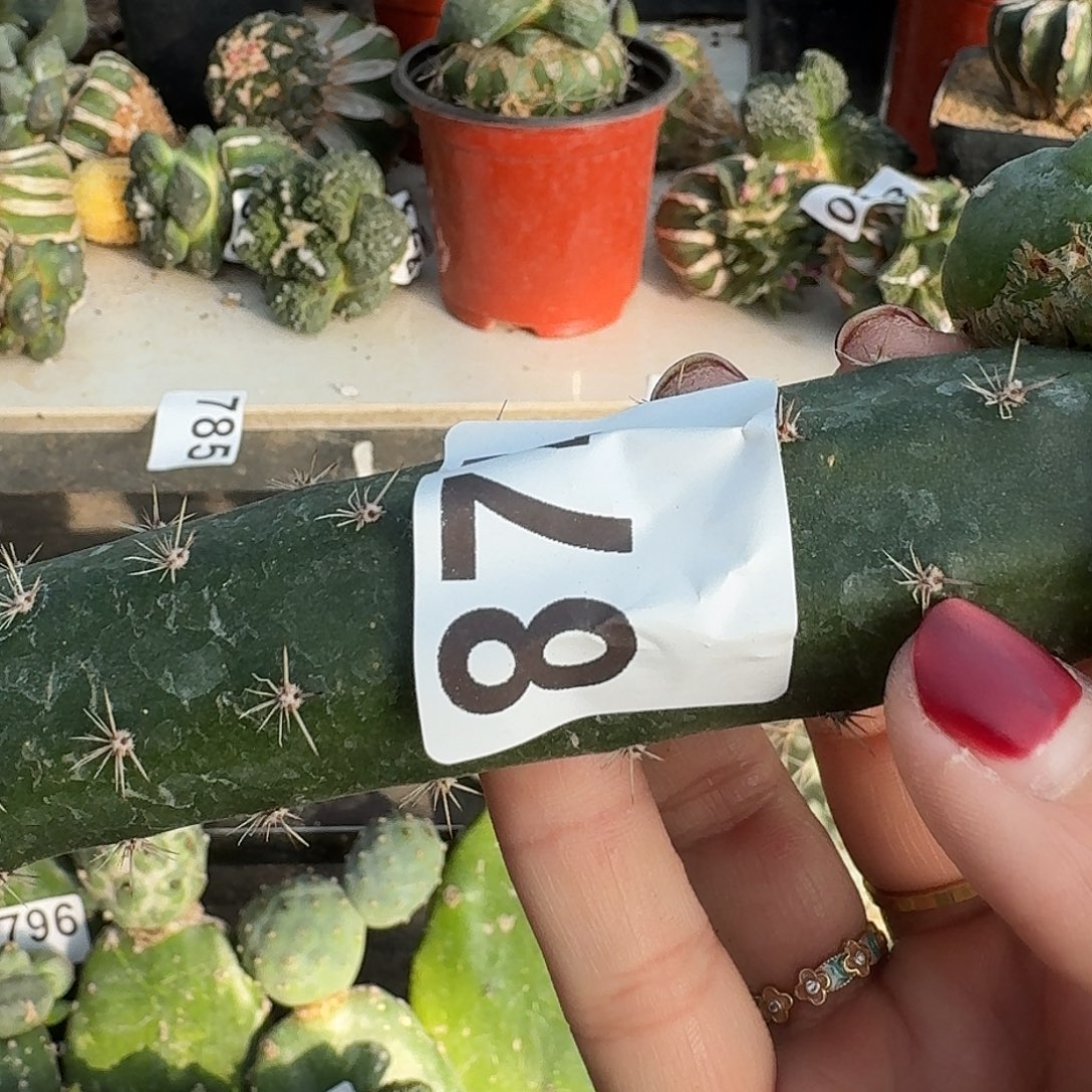 少量花朵（建议范围：2朵-5朵 或40%以下）大尤皱尤牡丹874