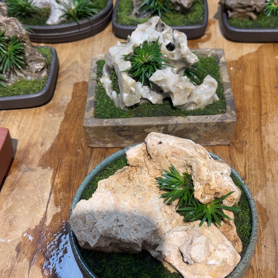 漂***鸟紫砂花盆➕附石菖蒲