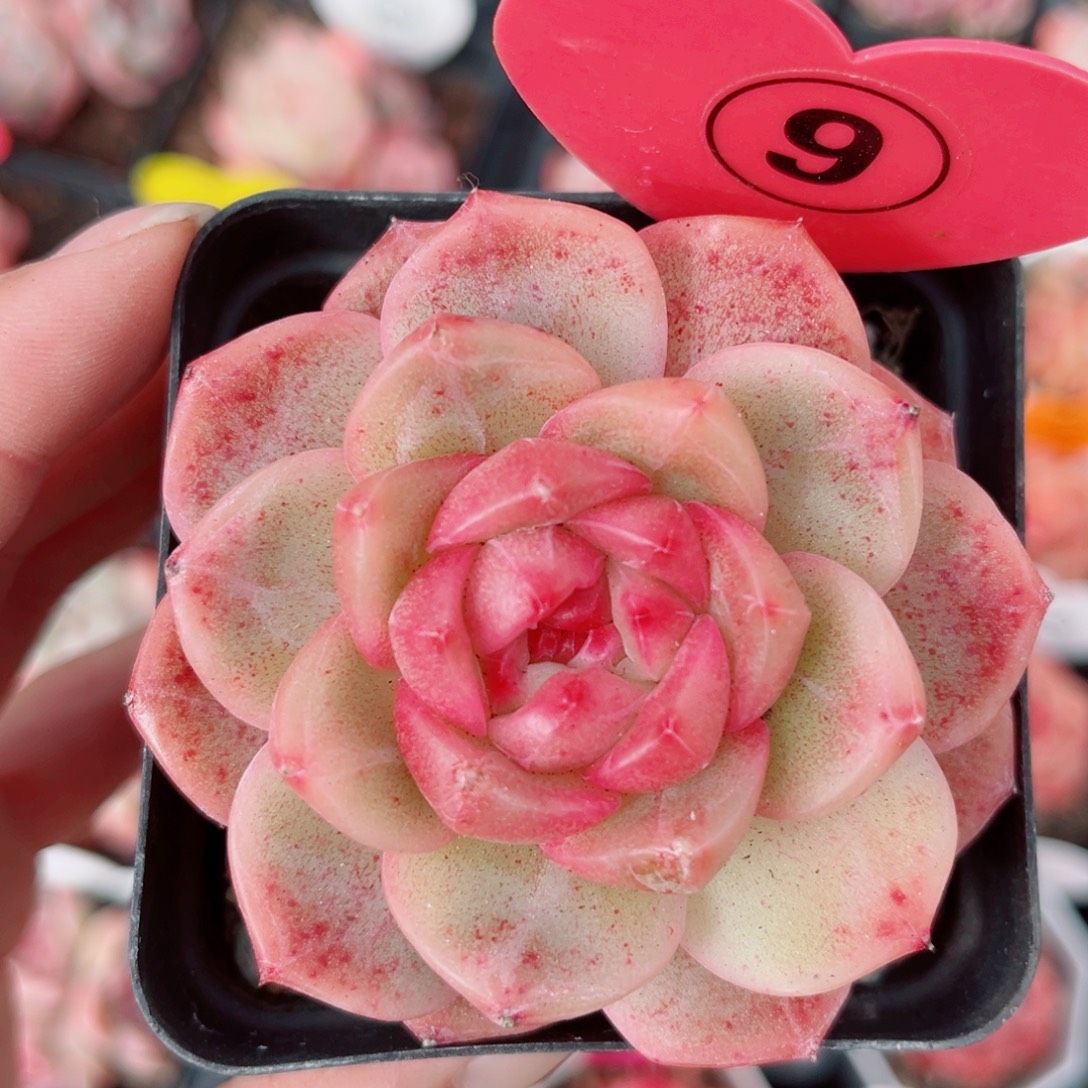 9号小老桩珍妮单头