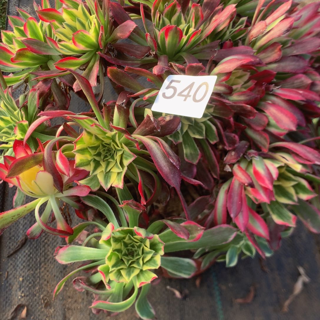 540天合多多肉植物