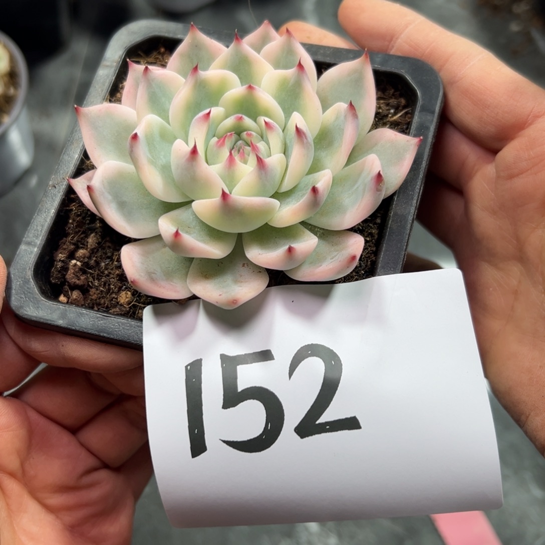 柳***儿152、单独反反复复反反复复