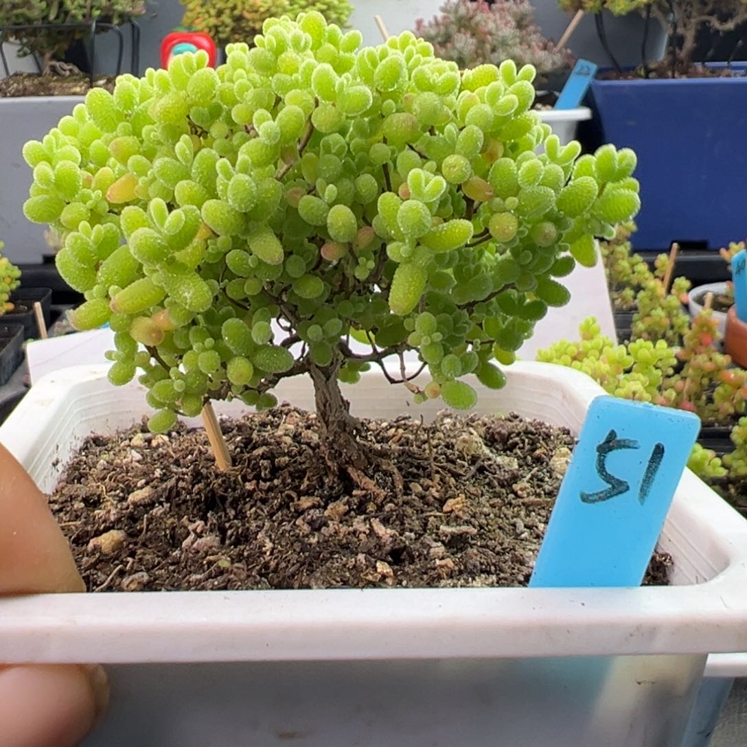 二***?彩蜜橘糖球小树51号