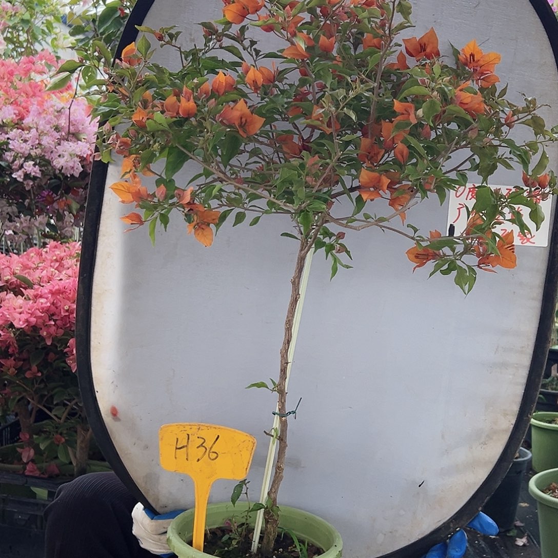 i***n大部分花苞少量开放H36橙桑巴