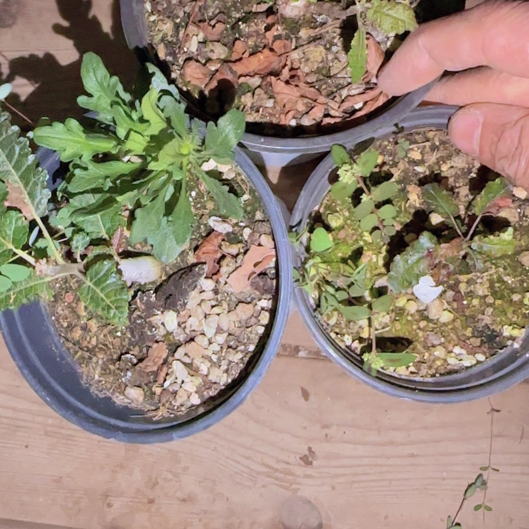 芬***蛮块根植物块根植物