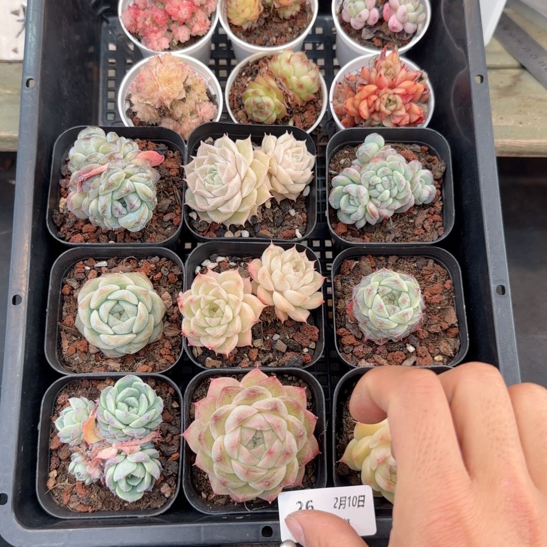 框拍框拍框0210-26