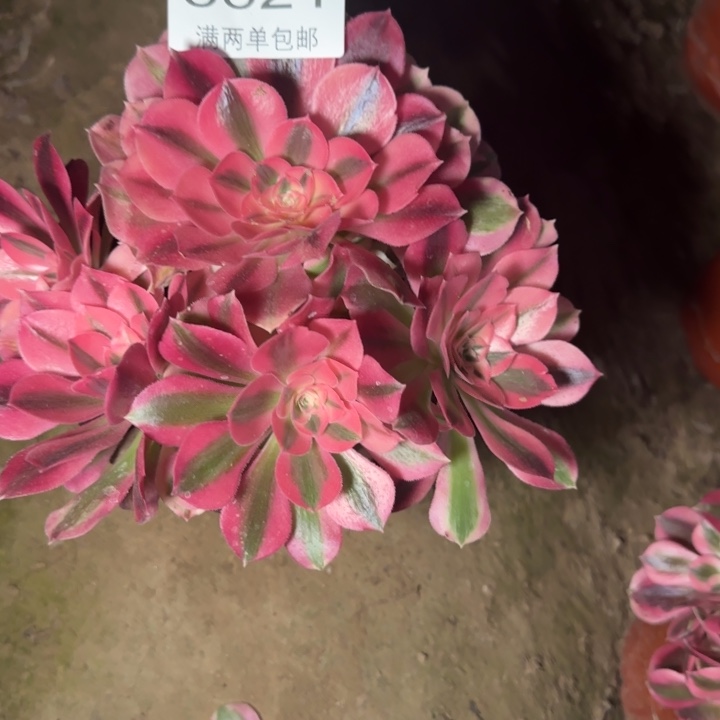 8621红女巫多肉植物