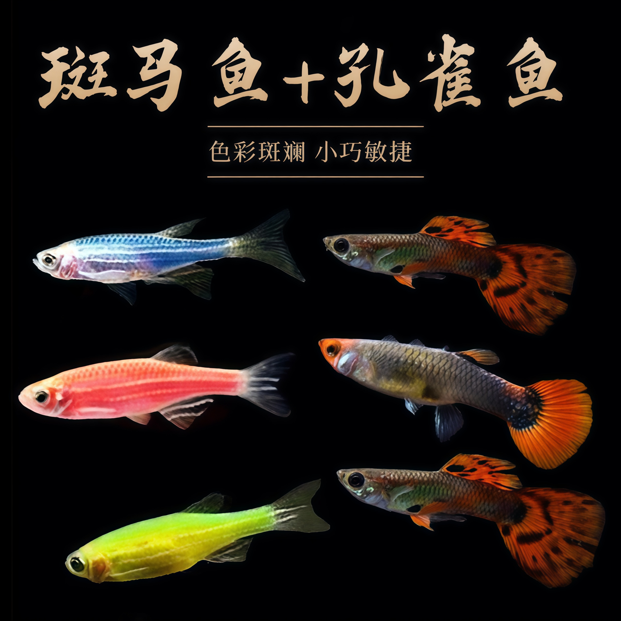 【斑马鱼+孔雀鱼】小型热带鱼红绿灯斑马鱼神仙孔雀鱼耐活观赏鱼