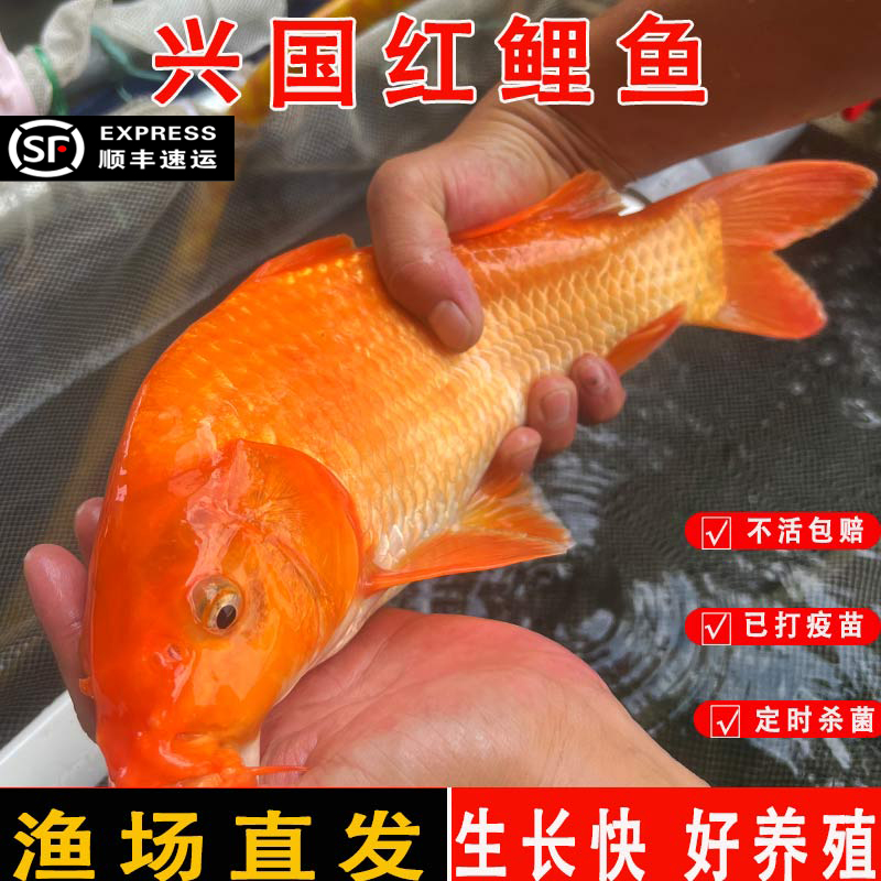 红鲤鱼兴国红鲤鱼荷包鲤稻田红鲤鱼活体可食用淡水鱼塘鱼缸养殖鱼